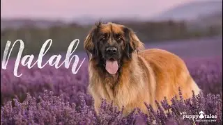 Nalah - Leonberger | Blossom Dogs Session