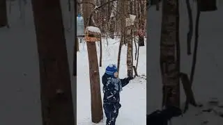 белки в парке