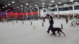 Doberman Rally Novice B Perfect Score 100