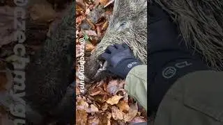 Traditional Czech driven hunt