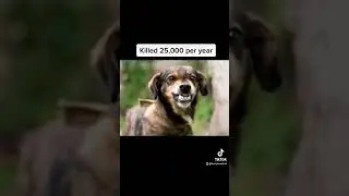 Animals that kill the most humans😵 