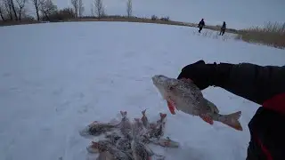 Нарвались на стадо окуней!!! Ловля щуки и окуня на роднике!