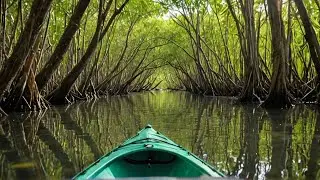 NAVEGANDO a CARABANE / MANGLAR de CASAMANCE