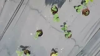 посадка  клубники в ноябре