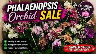 Phalaenopsis Orchid Sale 🌸 | Flowering Plants @ ₹525 😍 Limited Stock!