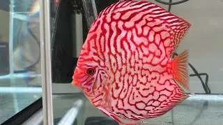LIOW VIDEO: Discus, Terrapin & Parrot Part 3/4七彩神仙鱼，水龟，鹦鹉展