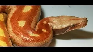 Favorite Snakes : SnakeBytesTV