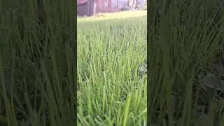 Утро на моей лужайке.