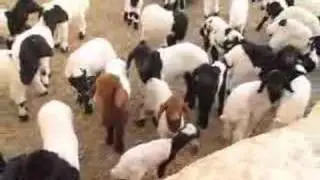 Baby lambs