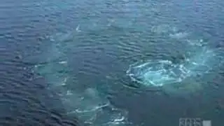 Humpback Whale: Hunting Technique