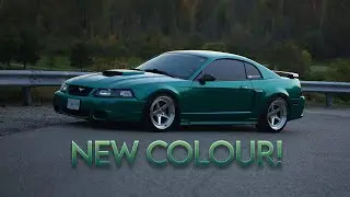 Wrapping my Newedge Mustang + New Cobra Bumper!