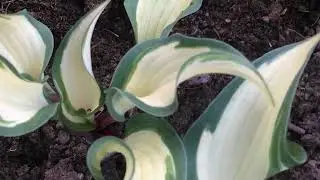 Хоста 'Miss Christa' #hosta #hostamissсhrista #хостамисскриста