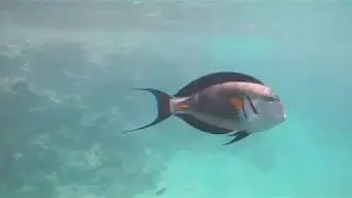 Sohal Doktorfisch GoPro 4k