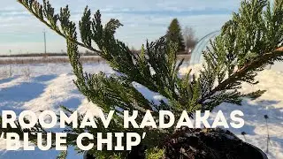 Roomav kadakas - Blue Chip 4K