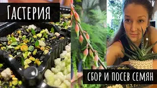 ГАСТЕРИЯ сбор и посев семян