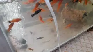Аквариумный компрессор, срочный ремонт на скорую руку#рыбки#аквариум#