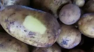 Мини клубни итоги посадки картофеля.