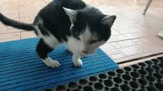 Un gatto con tre zampe bellissimo!