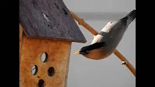 Brahminy Myna ( Staeling) / બ્રાહ્મણી મેના / બ્રાહ્મણી કાબર