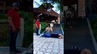 Лошади за считанные секунды доказали, насколько они умны! 🐎😳