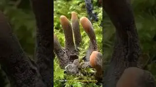 I found the DEADLIEST mushroom in my backyard... (short)