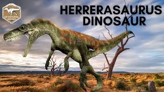 Herrerasaurus Dinosaur