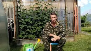 ВЫРАЩИВАНИЕ ЕЖЕВИКИ В СИБИРИ// ТЕПЛИЦА ДЛЯ ЕЖЕВИКИ