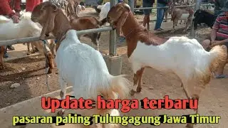 UPDATE HARGA TERBARU PASARAN PAHING TULUNGAGUNG JAWA TIMUR