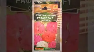 комнатные растения из семян  Герань и немного новостей о растюшках....