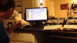 White Cockatoo laughing