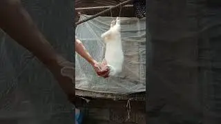 tamang paraan sa pagkatay ng rabbit mabilis tahimik..