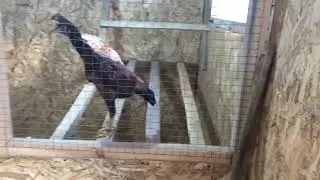 Наш питомник. Обновление29.08.2022г. Our cattery. Update 08/29/2022.