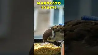 Маловато будет!   #sparrow #birdslover