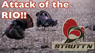Aggressive Nebraska Gobblers | Rio Hunt for a Grand Slam