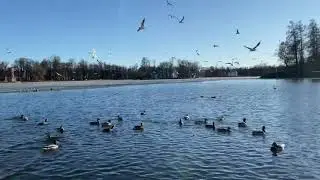 Царское Село Большой пруд