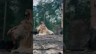 White Lion Love