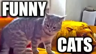 Cats Funny Moments Compilation with sound effects