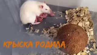 У нас пополнение! / Рождение 11 крысят