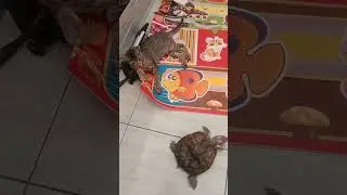 Anak adopsiku #shorts