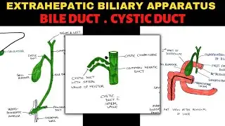 Extrahepatic Biliary Apparatus (2/4) | Bile Duct & Cystic Duct Anatomy | Abdomen Anatomy