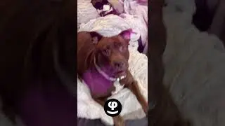Sometimes all we crave is healing…and cute animals