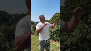 History Lesson on Mercier Orchards in Blue Ridge GA