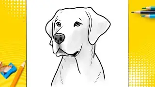 How to draw a dog - Lab - Labrador Retriever