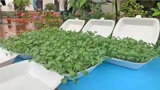 Tips for growing vegetables in foam boxes