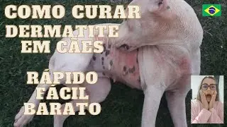HOW TO CURE ALLERGIC DERMATITIS IN DOGS / QUICK, EASY AND FREE METHOD.