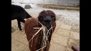 Zoo Chleby