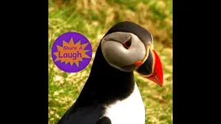Bird Jokes Video, Share a Laugh with funny jokes about birds, classic jokes and original funny humor