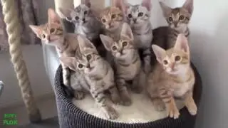 шок котики Вперед