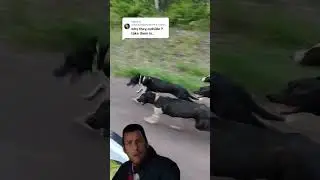 Dogs Belong Outside