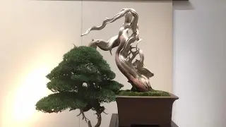 The 91st Kokufu-ten Bonsai show larger trees Part 1
